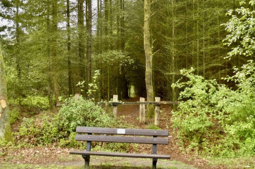 hollandscheveld bos